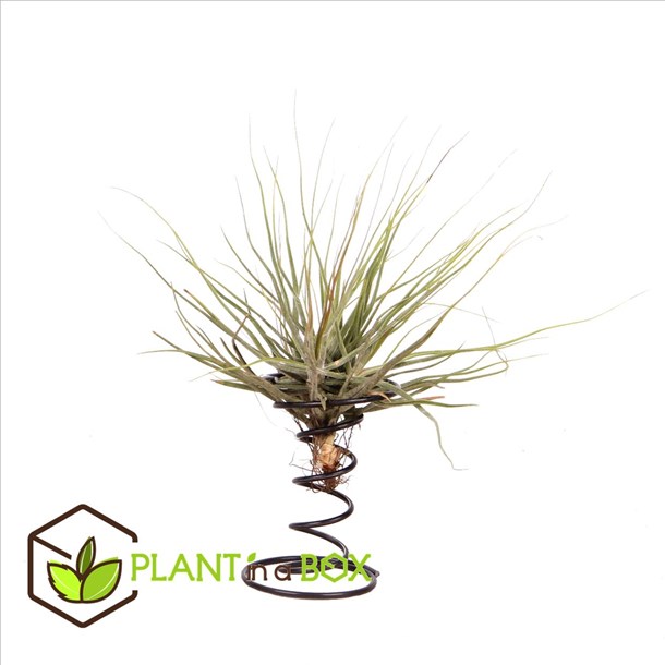 Tillandsia sur spirale décorative - méla