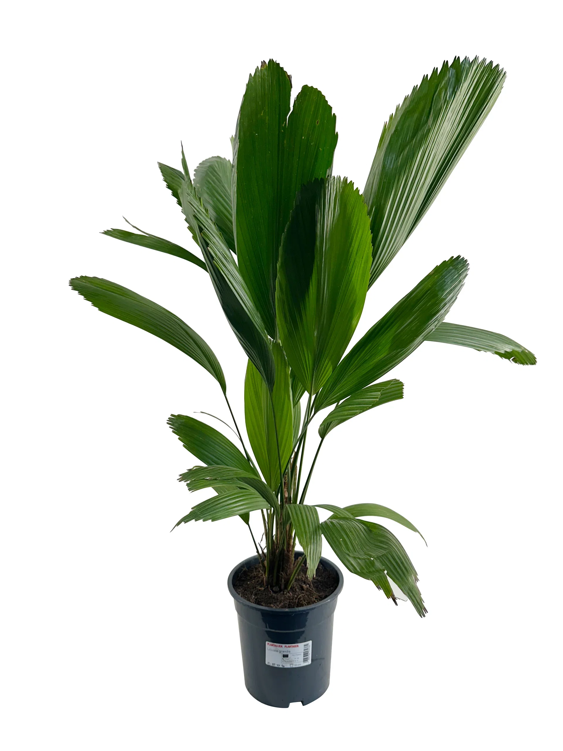 Licuala grandis Viftepalme Høyde 95 cm