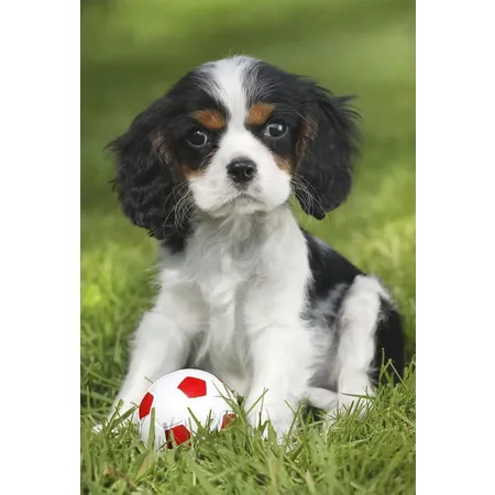 Schmidt Spiele Puzzle - Meine liebsten Haustierbabys, 3 x 48 Teile