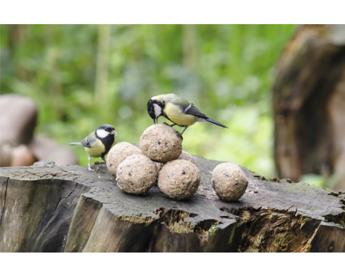 CJ Wildlife wildvogelvoer, vetbollen met insecten. Netloos, 6-pack, all-season vogelvoer.