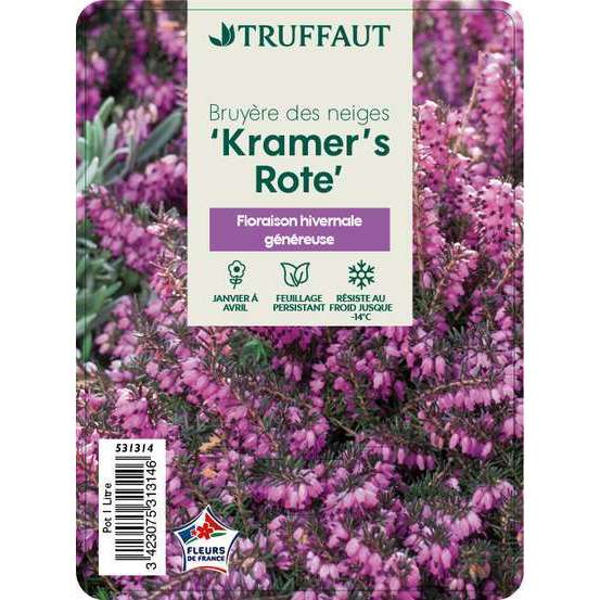 Erica x darleyensis 'Kramer's Rote' : ctr 1L