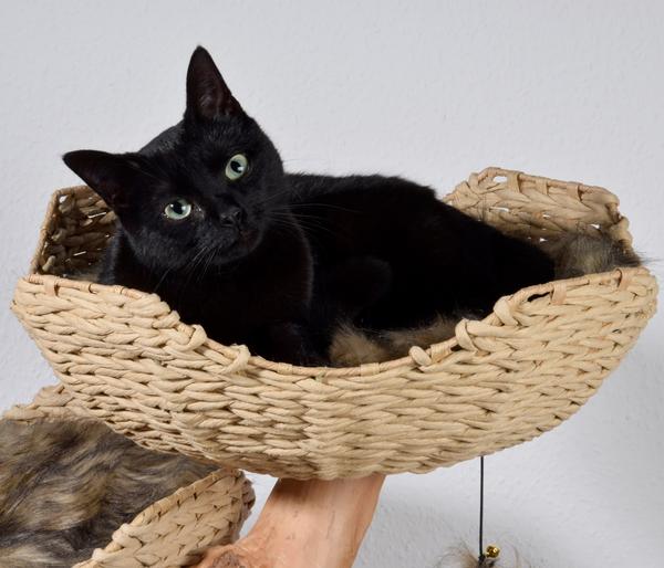dobar® petlife Design-Katzenmöbel Tony, ca.