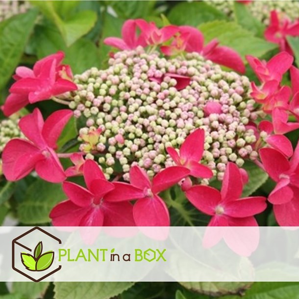 Hydrangea teller - mélange de 3