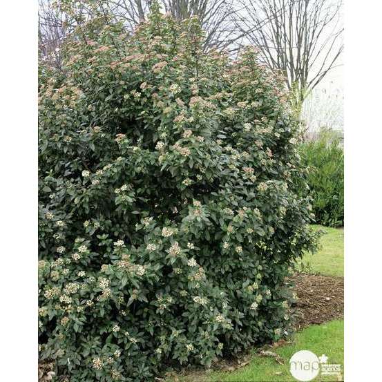Viburnum tinus : H 20/30 cm ctr 2 litres