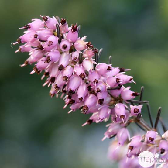 Erica x darleyensis 'Darley Dale':conteneur 1 litre