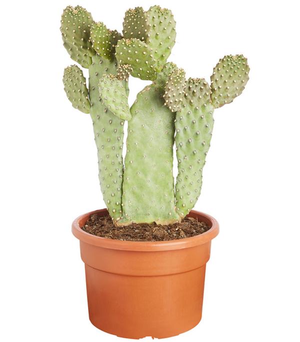 Feigenkaktus - Opuntia consolea