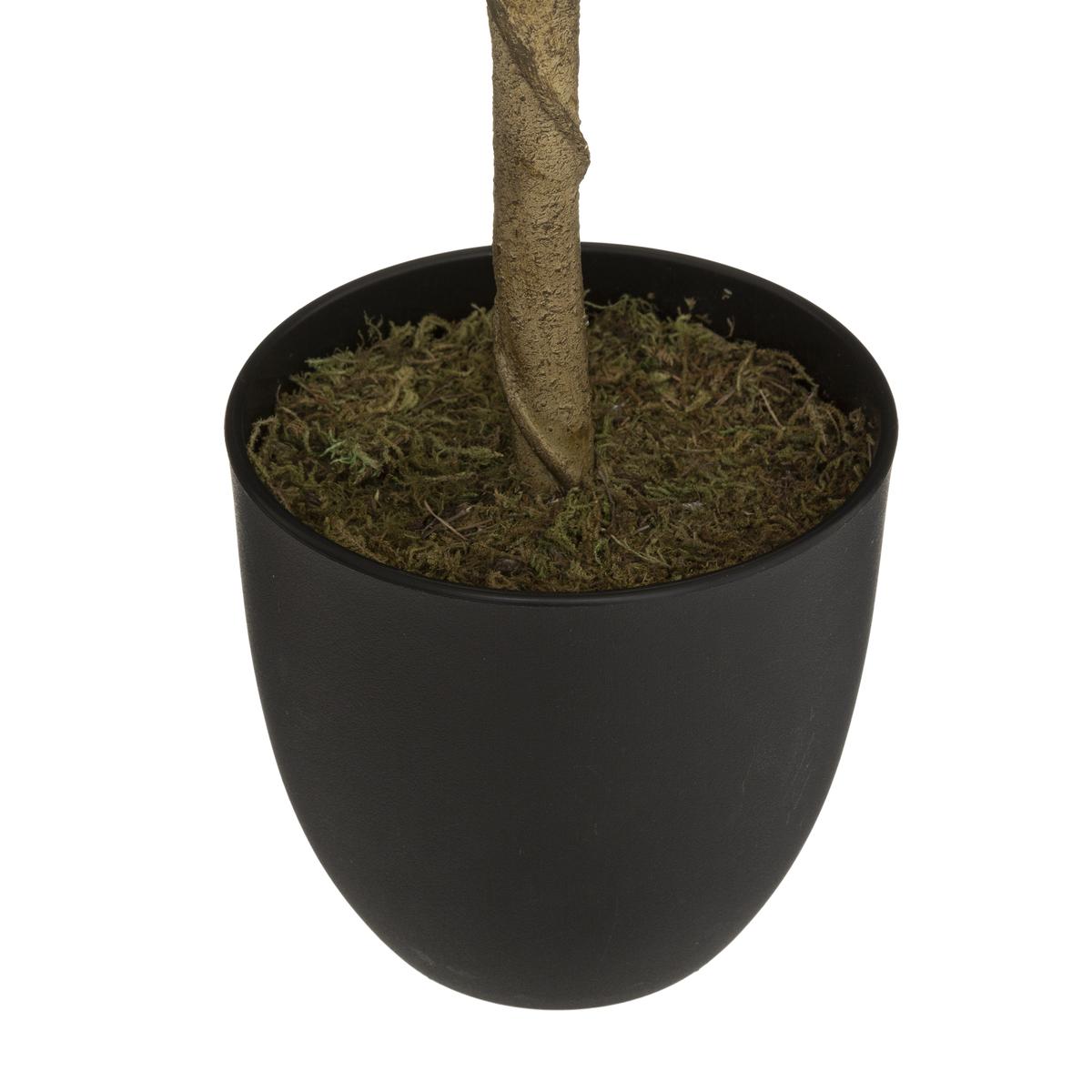 CITRONNIER EN POT CERZA H.70CM
