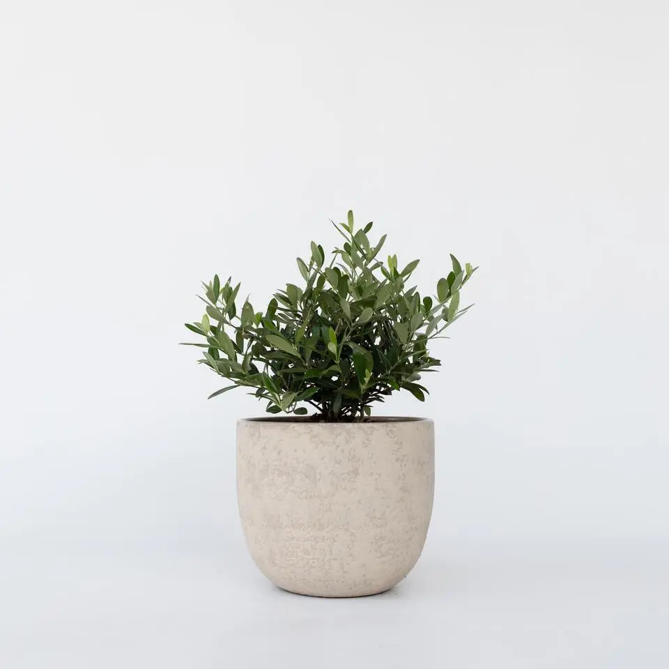 Olijfboom - Olea europaea - Hoogte 30-40cm - ⌀21cm