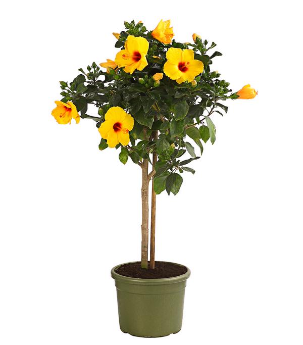 Zimmerhibiskus - Hibiscus rosa-sinensis,