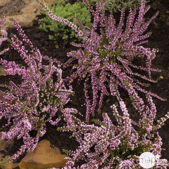 Calluna vulgaris 'Anne Marie':conteneur 1 litre