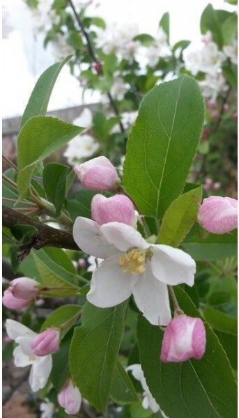 Sierappel (Malus 'Red Sentinel') H 240 cm