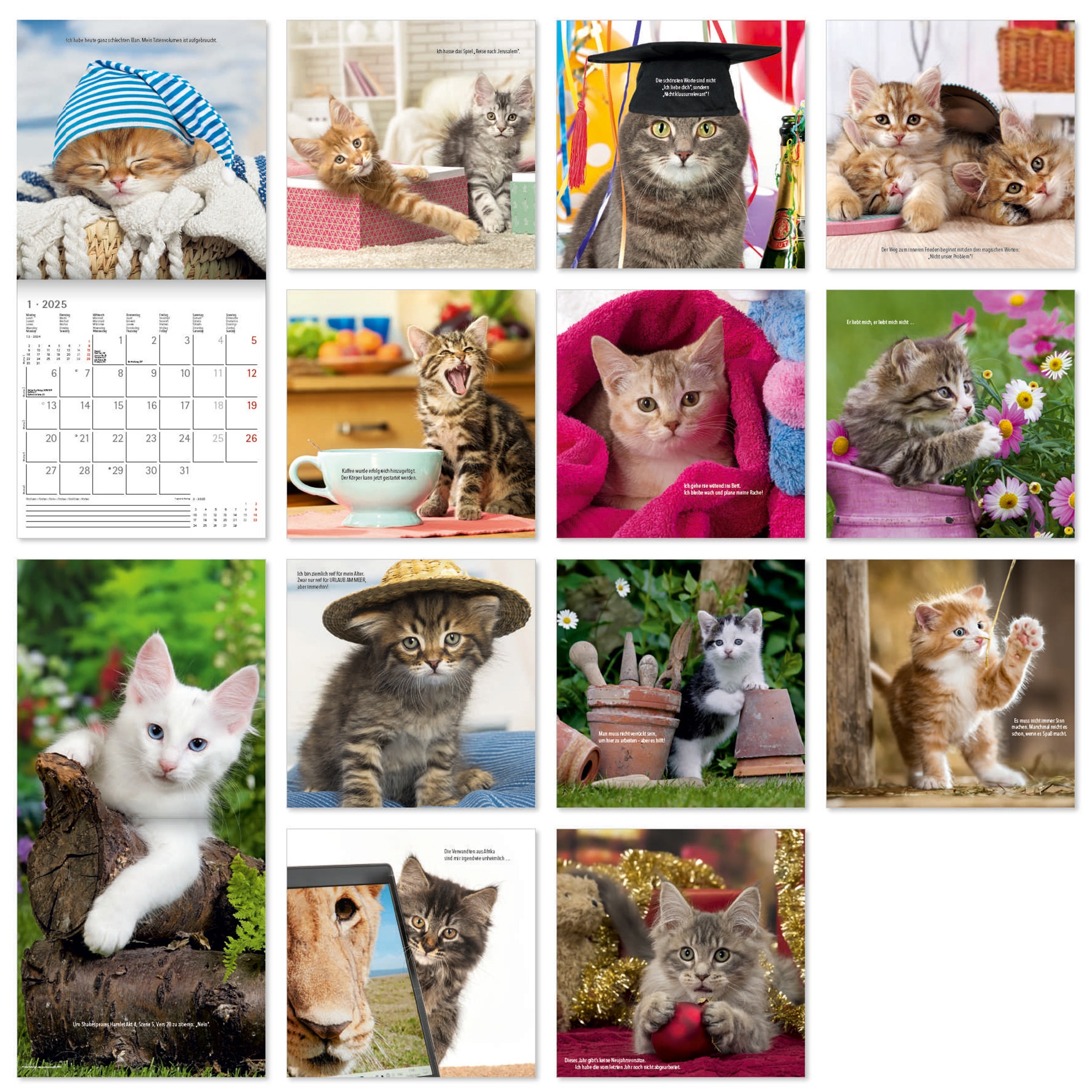Broschürenkalender 2025 - Samtpfötchen - 30x30 cm