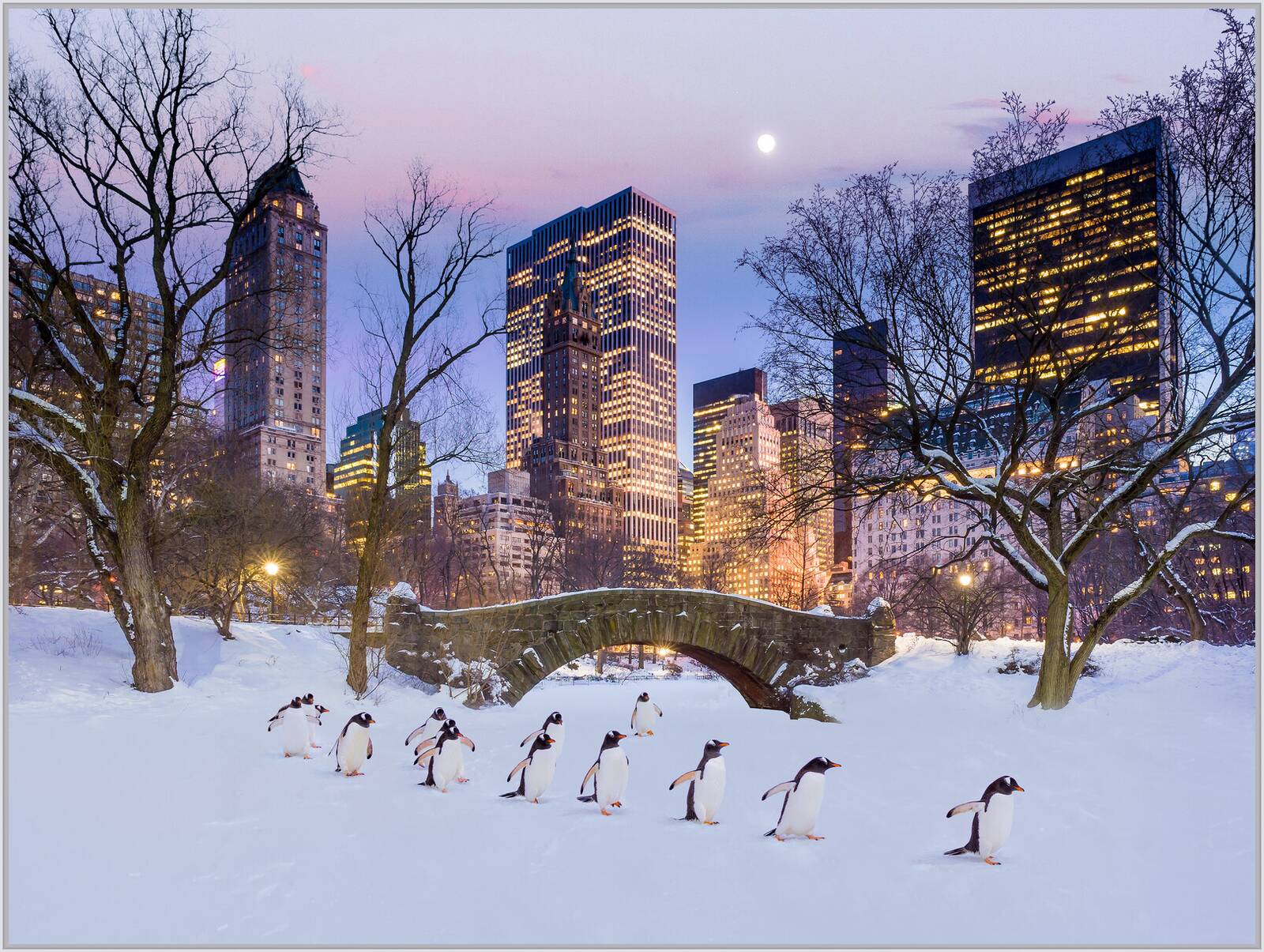 Manhattan Penguins by Robert Jahns - Open Edition.