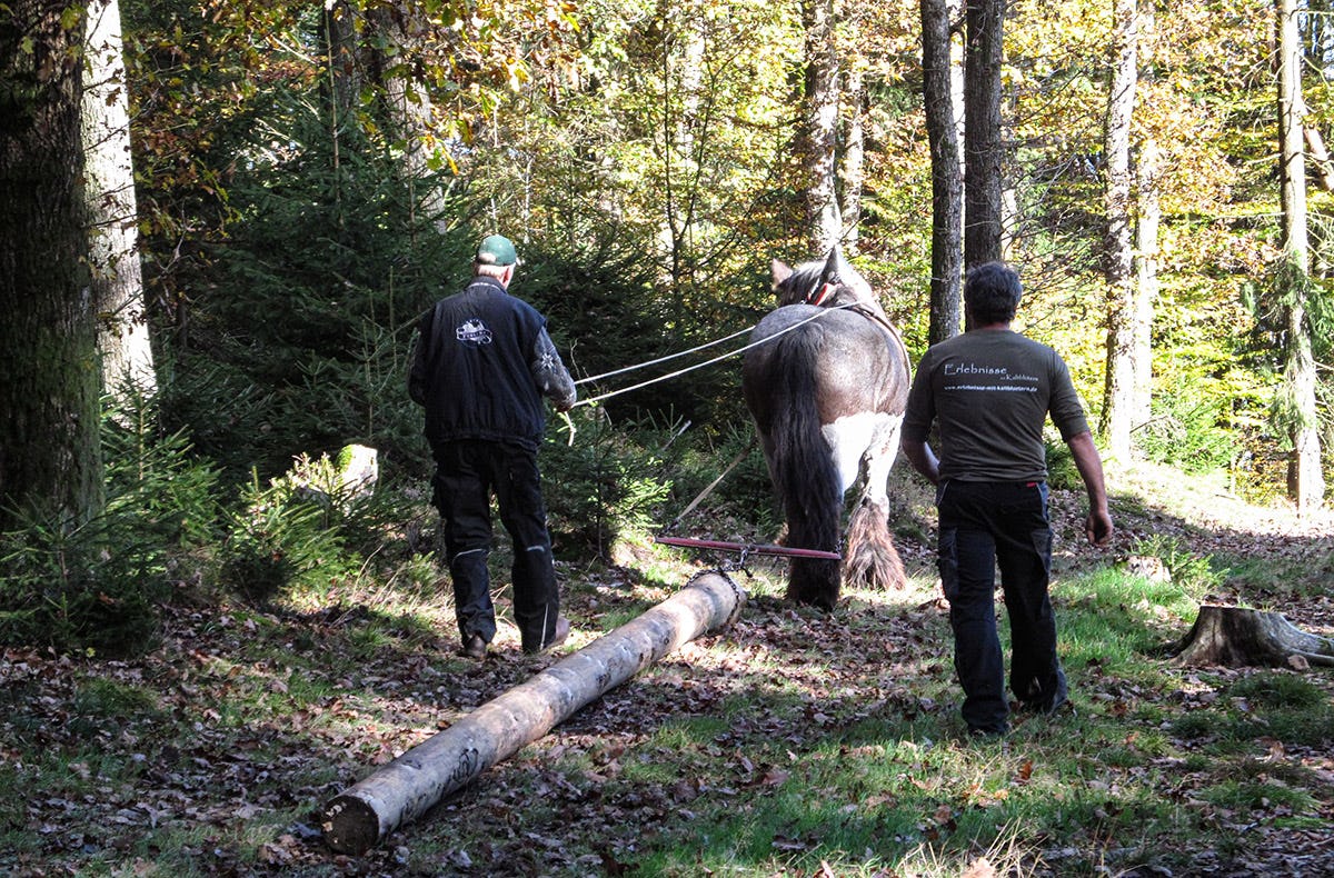 Holzrücken mit Pferden Windeck