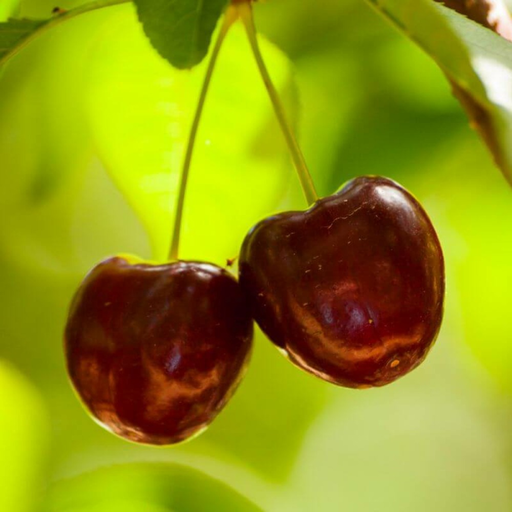 Cerisier sunburst bio (prunus avium) - scion de 100 à 150cm