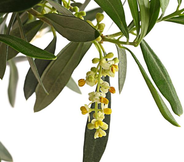 Olive, Ministamm