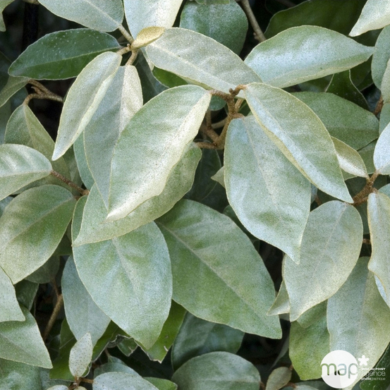 Elaeagnus x ebbingei : H 125/150 cm ctr 18 litres