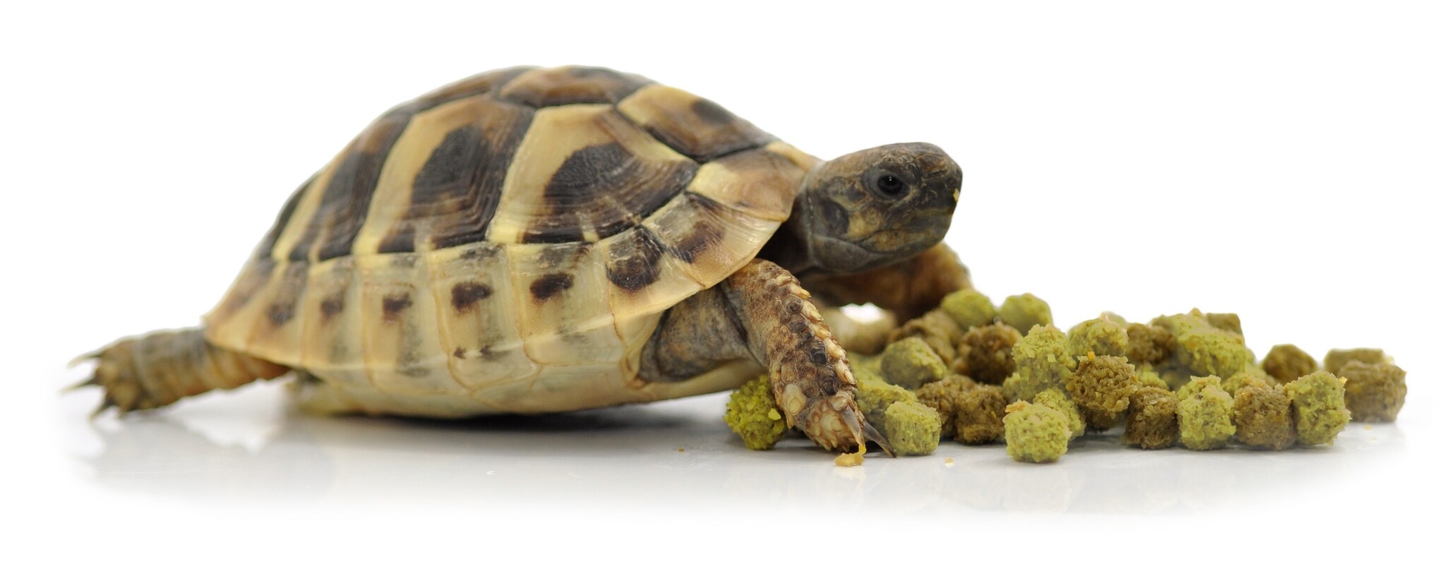 Habistat Voer voor Landschildpad Fruit en Bloemen 400g