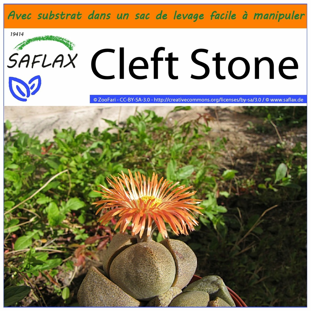 Jardin dans le sac - cleft stone - 40 graines - pleiospilos nelii