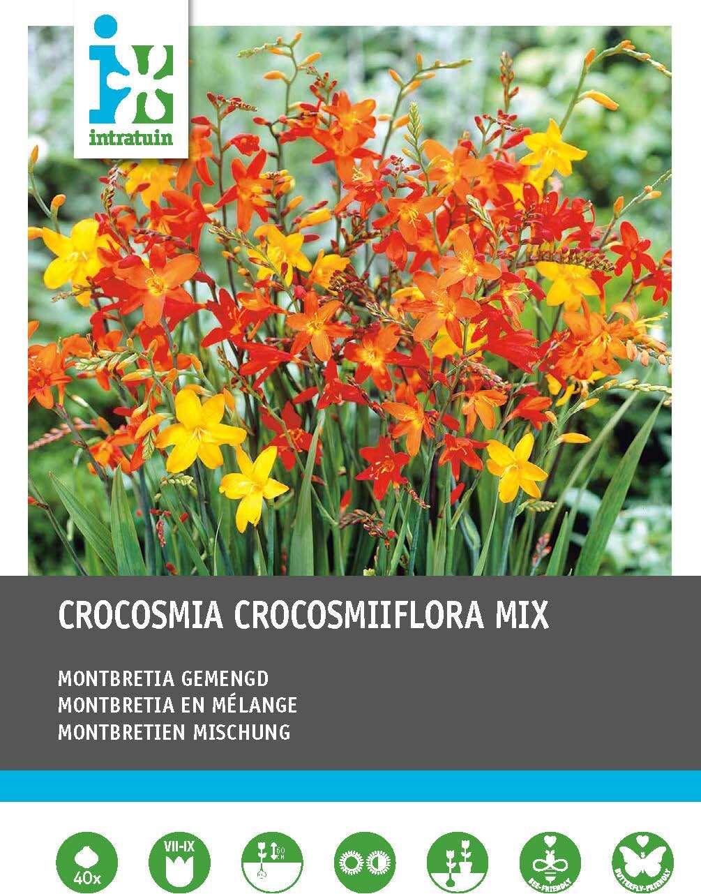 Intratuin bloembollen Montbretia (Crocosmia ) gemengd 40 stuks