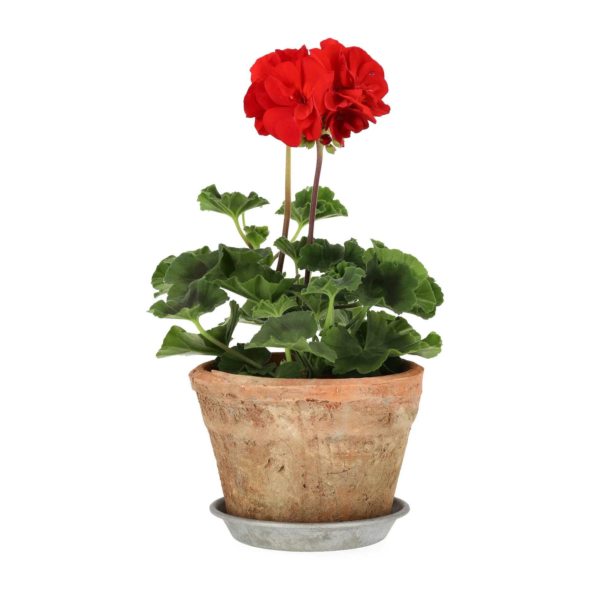 Pelargonium x hortorum Pelargonia zonale Ø10,5 cm