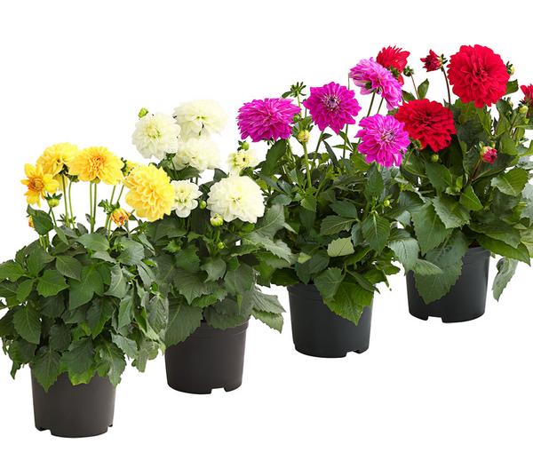 Dahlie, verschiedene Farben