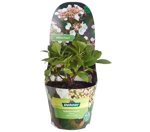 Teller-Hortensie, ca. 15-25 cm