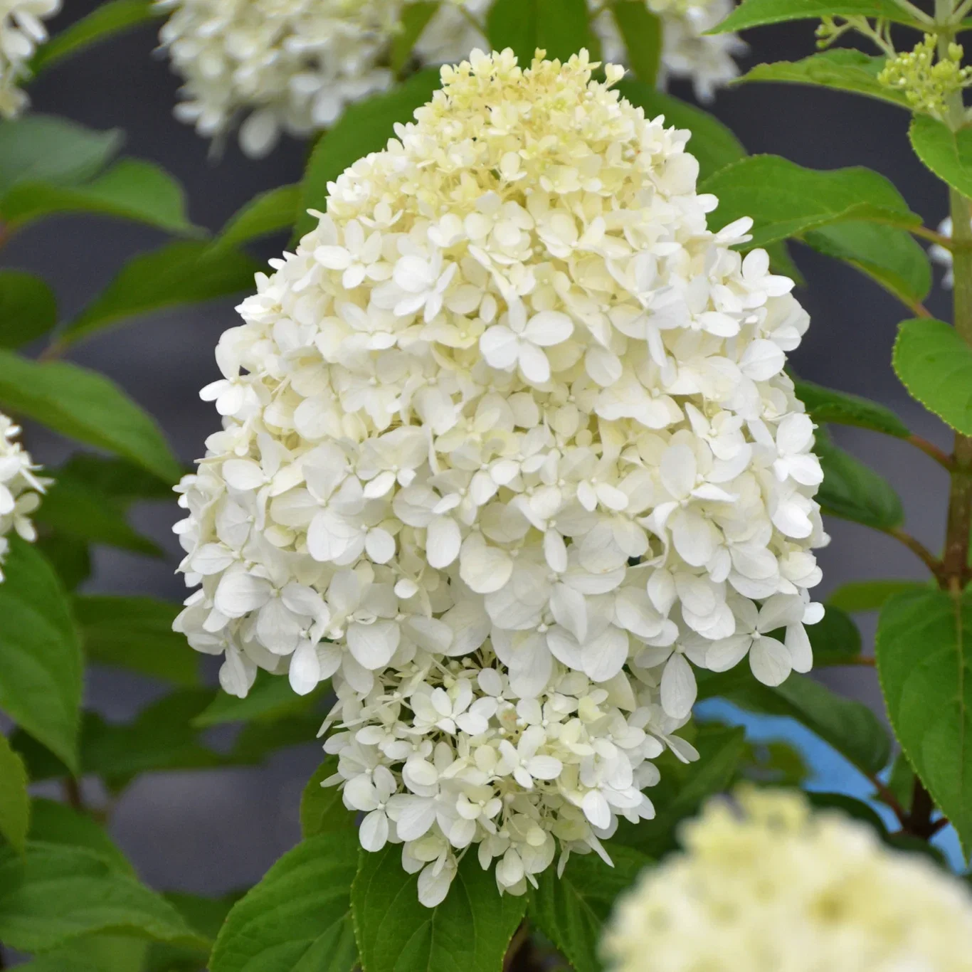 Hydrangea paniculata 'Limelight'® Syrinhortensia 'Limelight'® XXL Høyde 80-100 cm