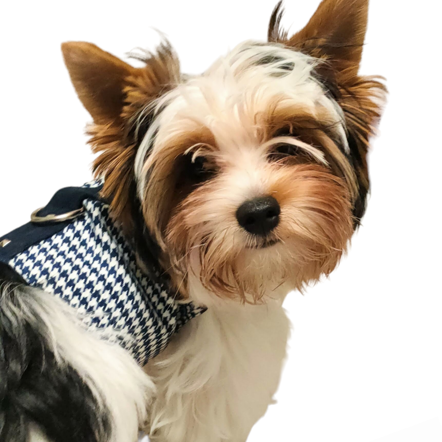 Colete peitoral Ideal Pets Gala Azul para Cães