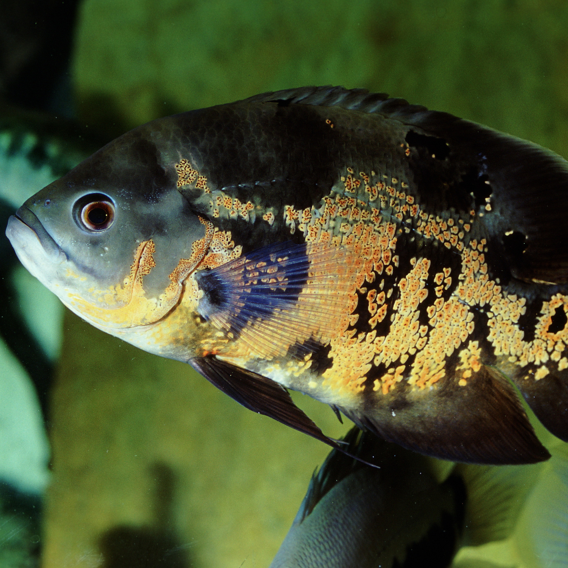 JBL Pronovo Cichlid Grano XL 1000ml | Aquariumvoer