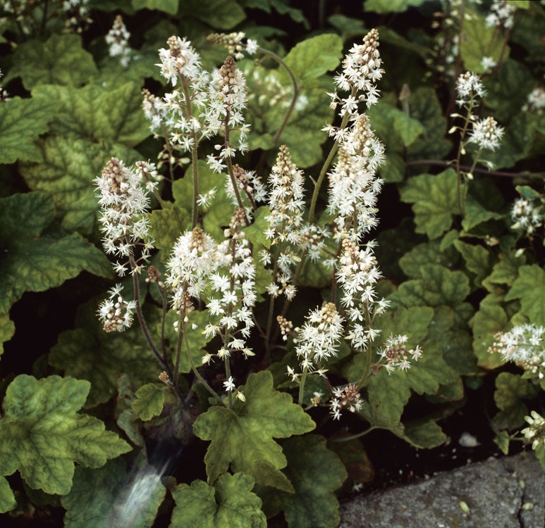 Schuimbloem (Tiarella wherryi) D 9 H 10 cm