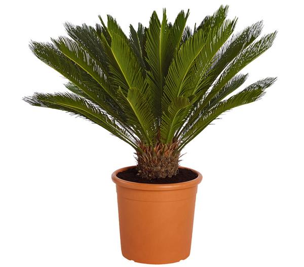 Sagopalmfarn - Cycas revoluta