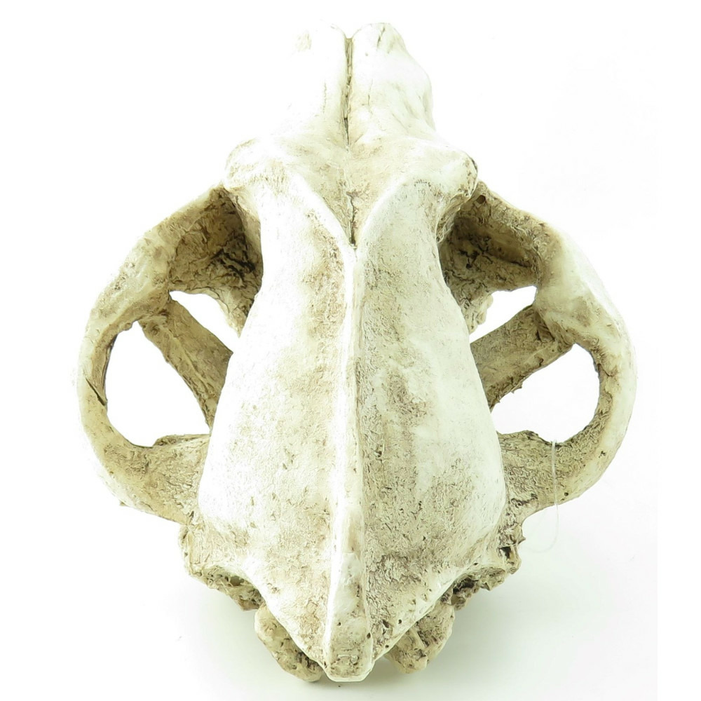 Crâne prédateur animaux, taille 24 x 13 x 13 cm, décoration aquarium