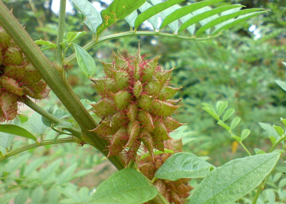 Réglisse glabre - 30 graines - avec substrat - glycyrrhiza glabra