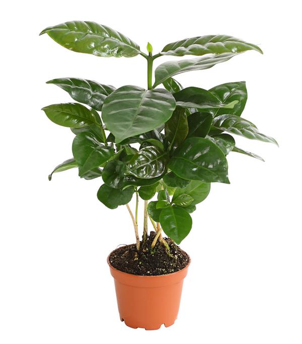 Kaffeepflanze - Coffea arabica