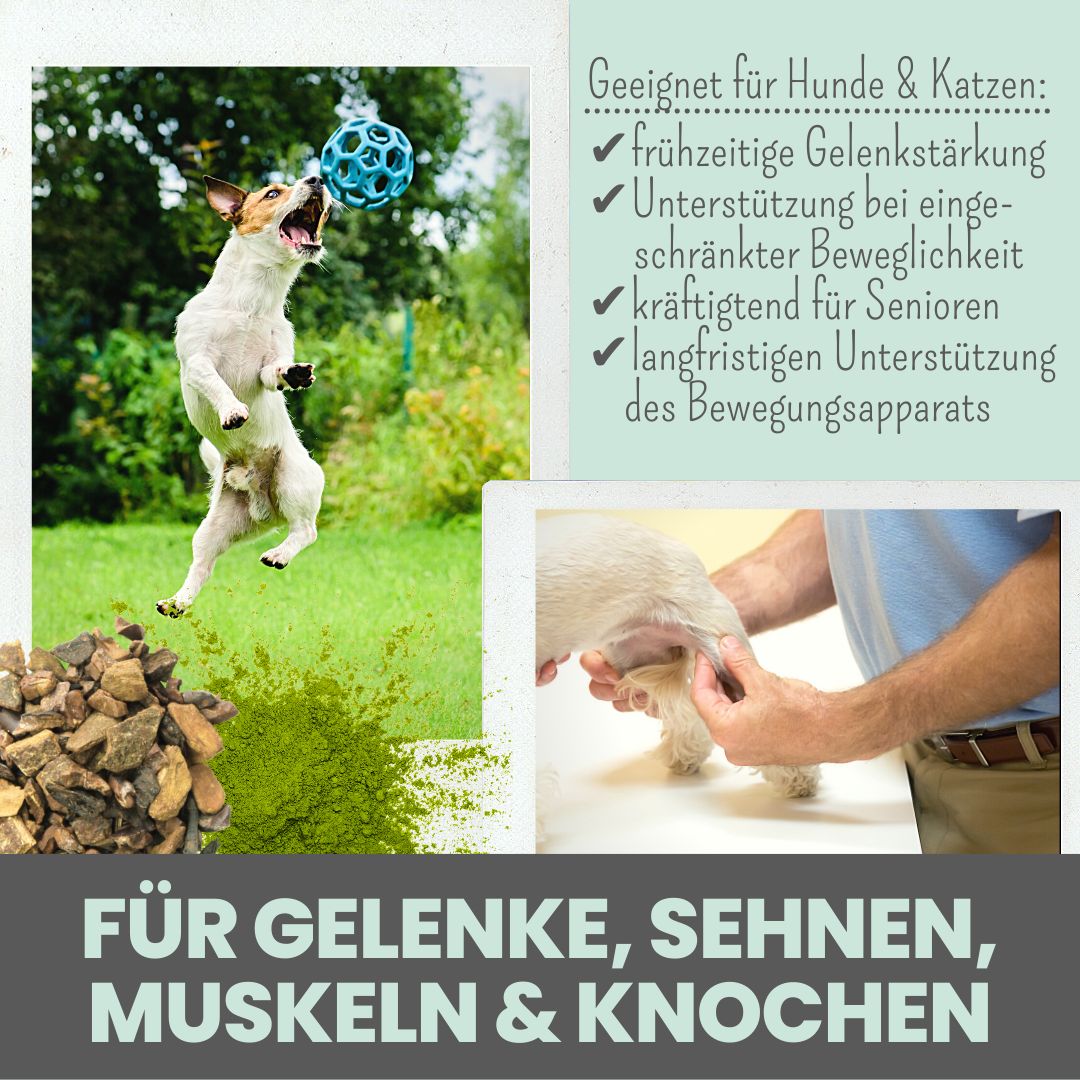 noms+ Gelenkmix für Hunde & Katzen mit Teufelskralle, Kurkuma & Glucosamin