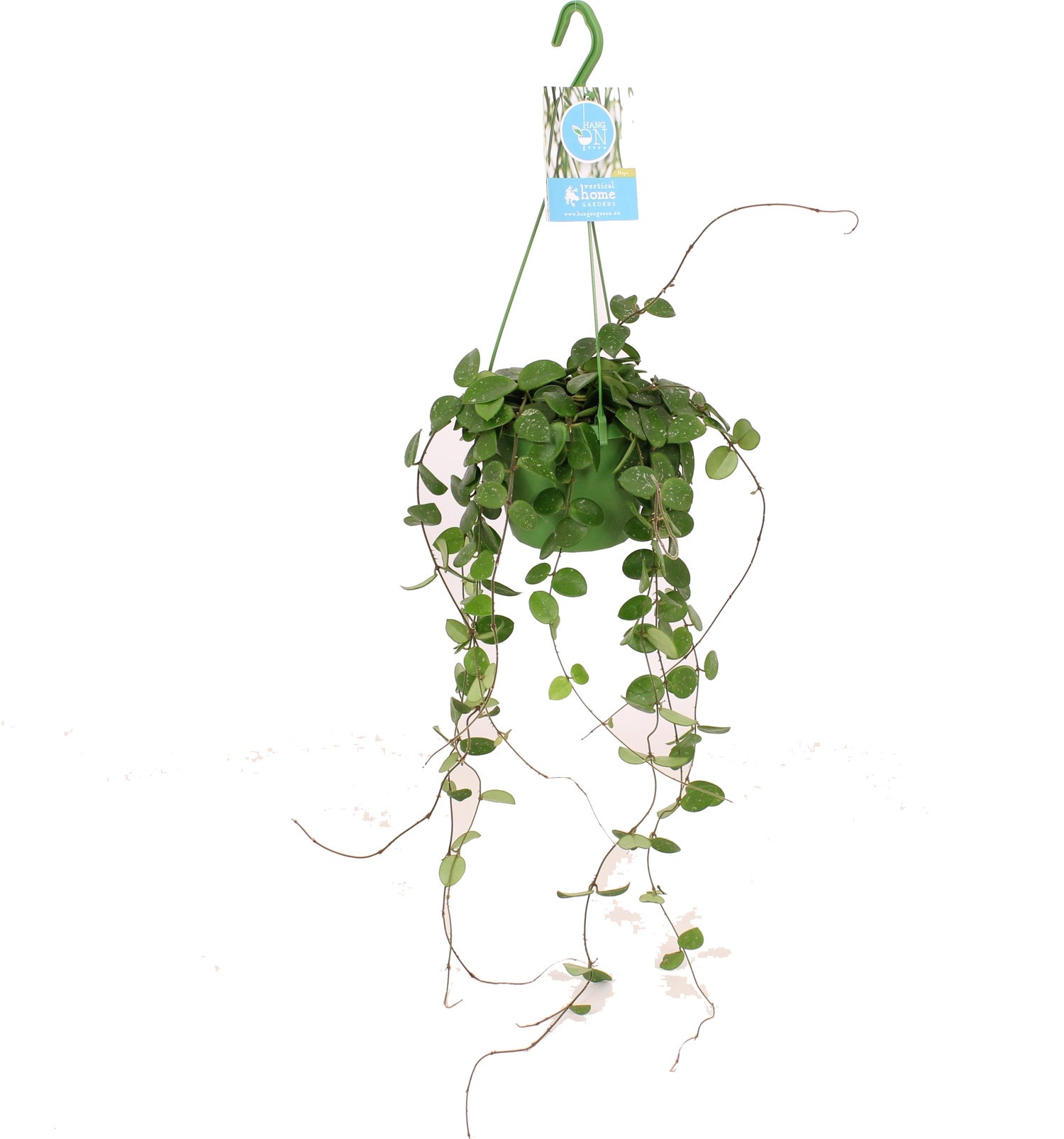 Wasbloem in hangpot (Hoya 'Mathilde') D 14 H 40 cm