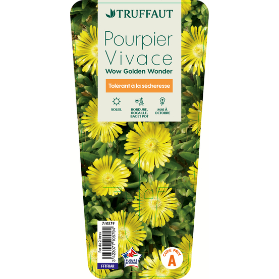 Pourpier vivace Golden Wonder : C2L