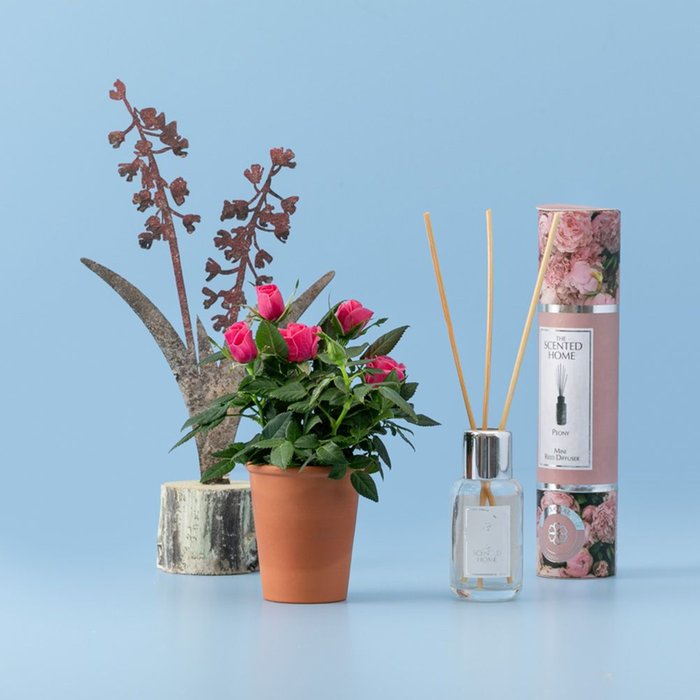 Giftset | Potrozen met Geursticks