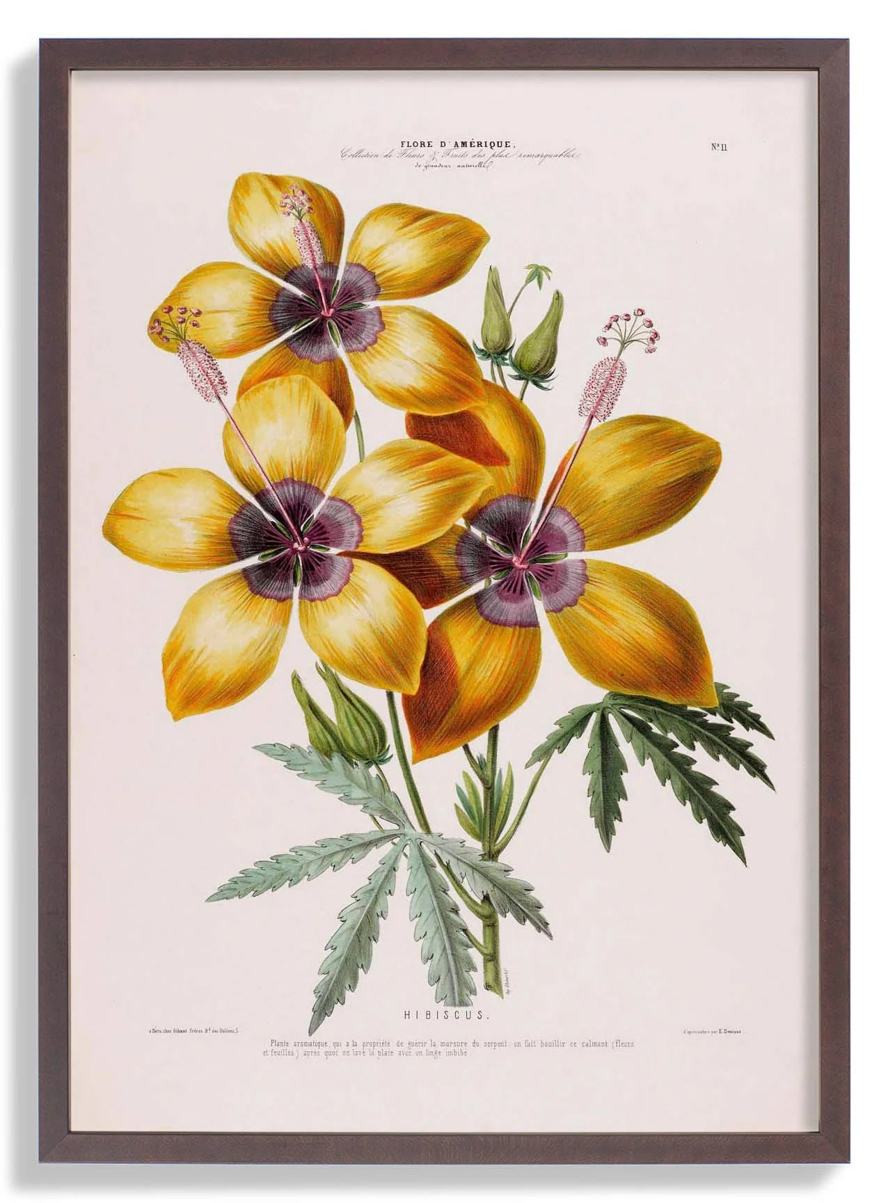 Hibiskus
