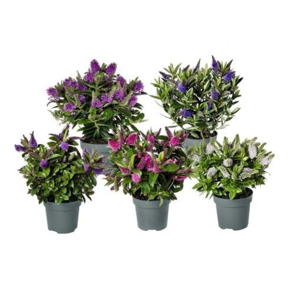 HEBE ADDENA MIX 12CM