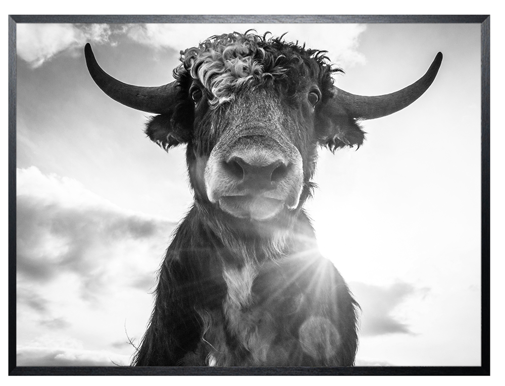 Art Print Koe in portret SHJ769