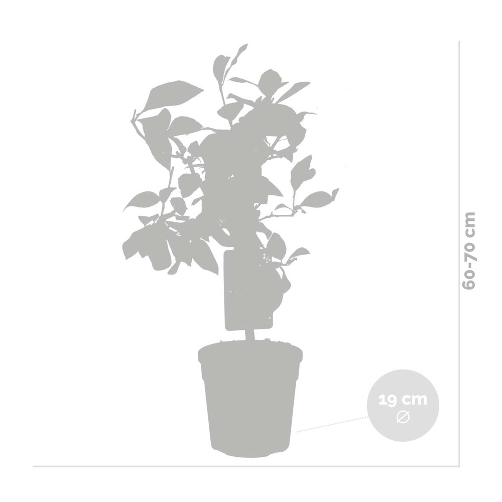 2x citrus limon - citronnier - arbre fruitier - persistant - ⌀19 cm - ↕60-70 cm
