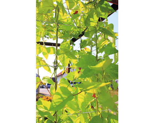 Palatino Solis plantenbak 480 x 50 x 183 cm bruin