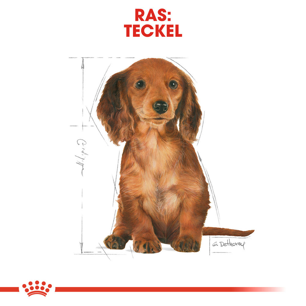 Royal Canin Dachshund Puppy - Hondenvoer