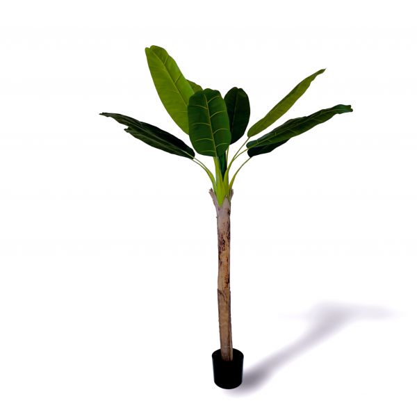 Oliivo Bananeira caule único 180cm