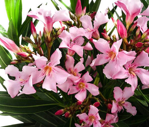 Oleander, Stämmchen, verschiedene Farben