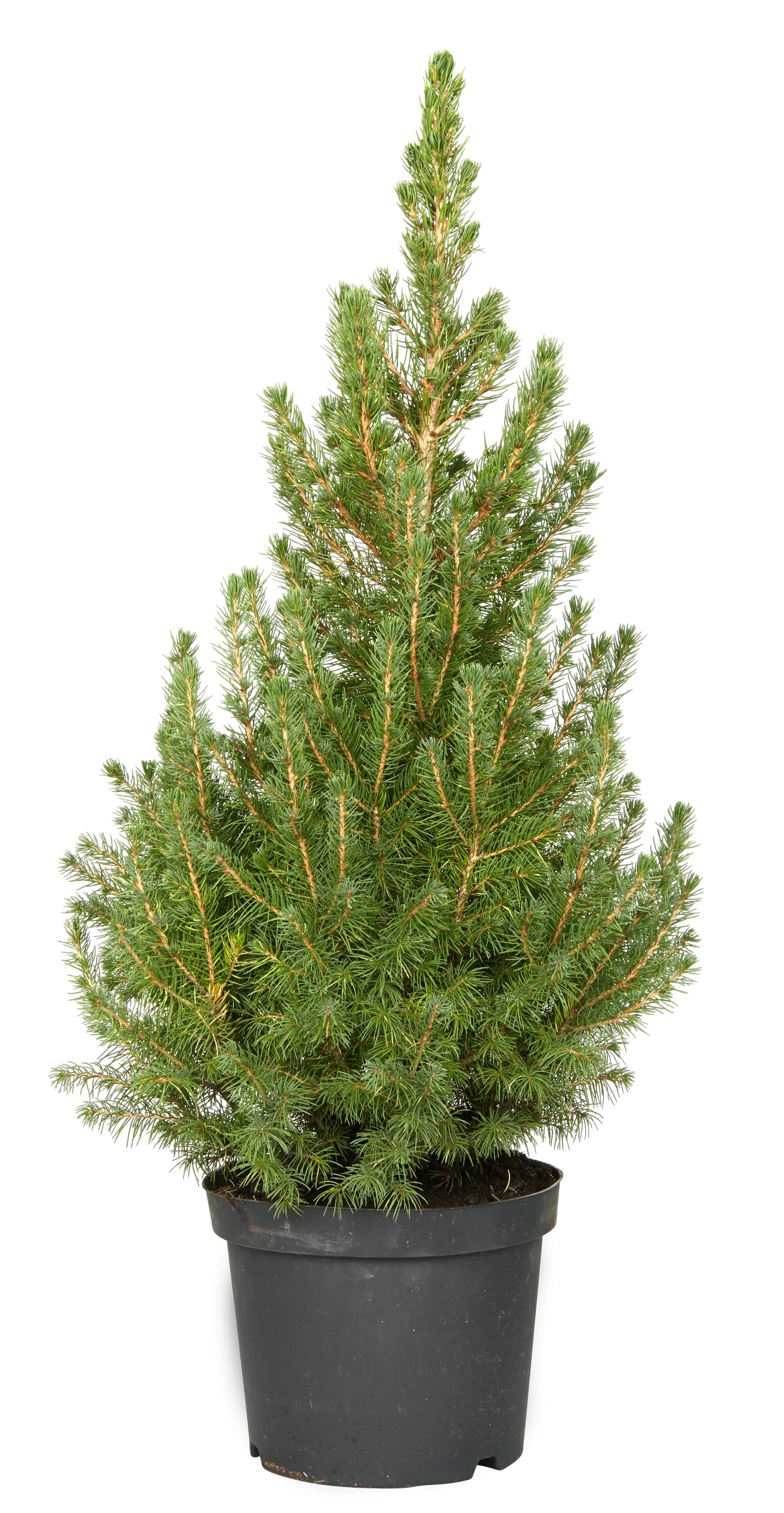 Picea glauca 'Conica' 19 cm Hvitgran Høyde 70 cm