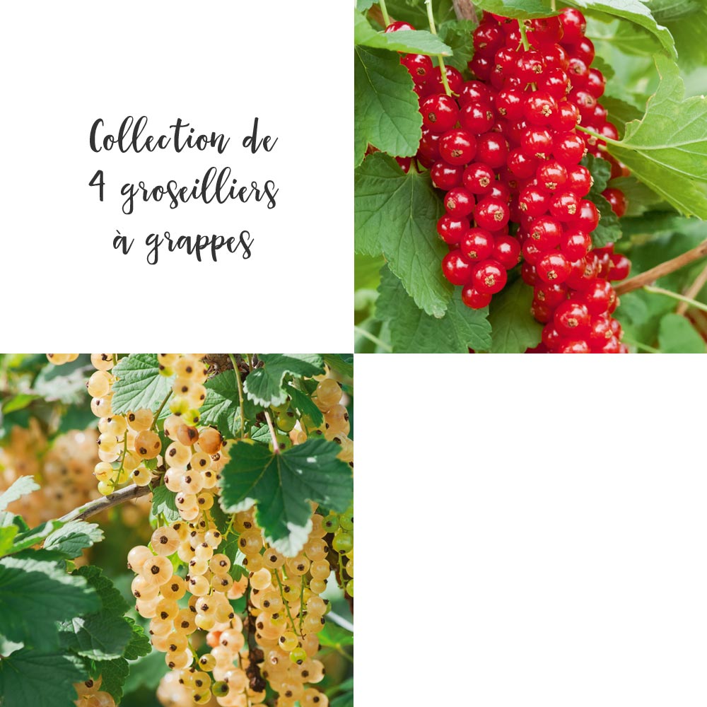 Collection de 4 groseilliers à  grappes