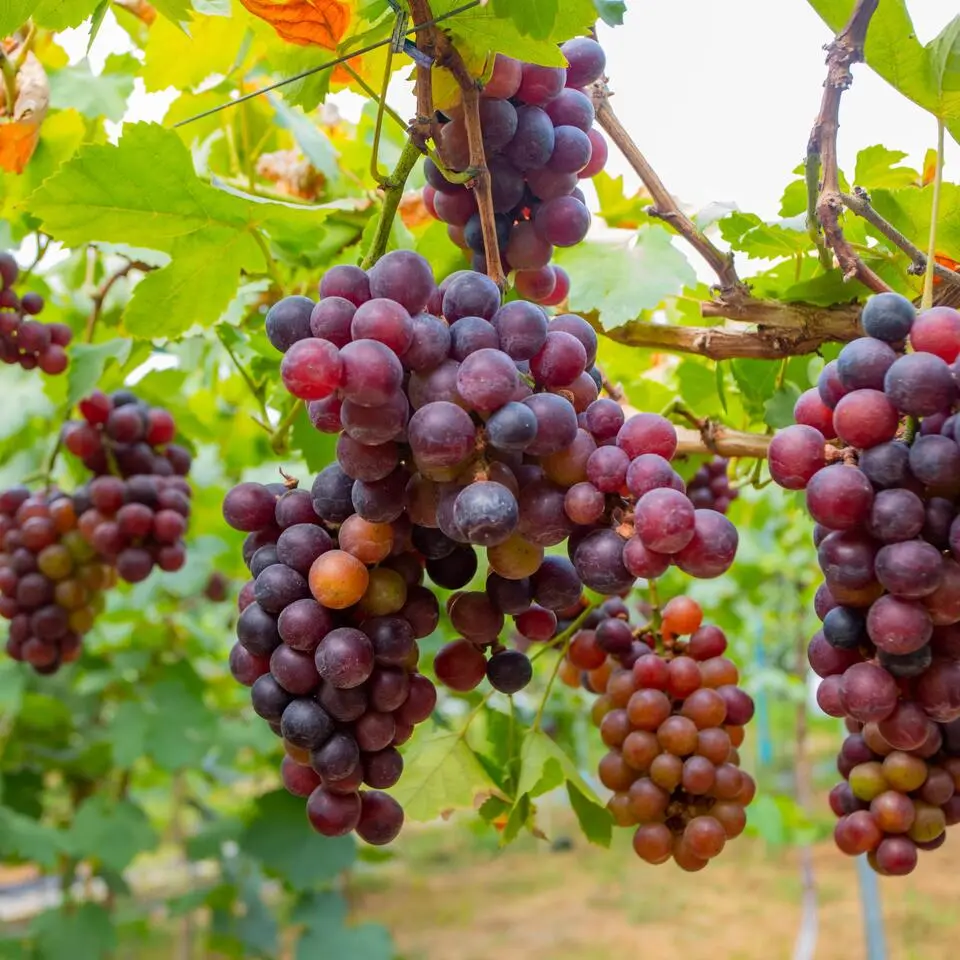Druivenplant - Set van 3 - Vitis vinifera - Hoogte 25-40cm - ⌀9cm